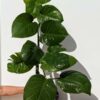 Lg.  Jade Pothos Plant (epipremnum aureum in 6″ pot) Actual Plant First Pics