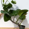 Lg.  Jade Pothos Plant (epipremnum aureum in 6″ pot) Actual Plant First Pics