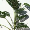 XL Monstera Adansonii Blanchetii Plant (Actual Plant First Pics)