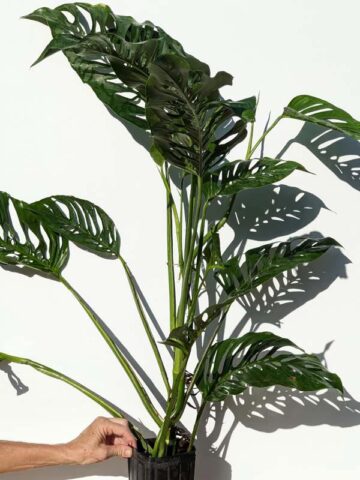 XL Monstera Adansonii Blanchetii Plant (Actual Plant First Pics)