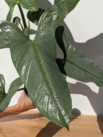 XL Mature Form Philodendron Hastatum Silver Sword Blue Plant (Actual Plant)