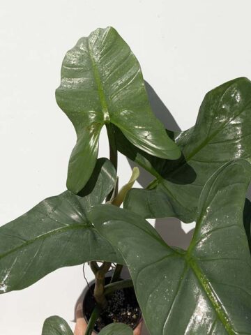 Alternative view of XL Mature Form Philodendron Hastatum Silver Sword Blue Plant (Actual Plant)