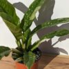 Philodendron Hualalai Variegated Sawtooth Plant (Actual Plant First Pics)