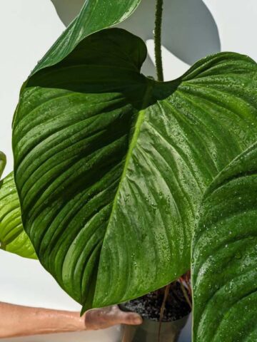 HUGE Philodendron Verrucosum Ecuador Plant in 6" Round (Actual Plant First Pics)