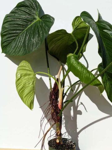 Alternative view of HUGE Philodendron Verrucosum Ecuador Plant in 6" Round (Actual Plant First Pics)