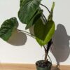 HUGE Philodendron Verrucosum Ecuador Plant in 6" Round (Actual Plant First Pics)
