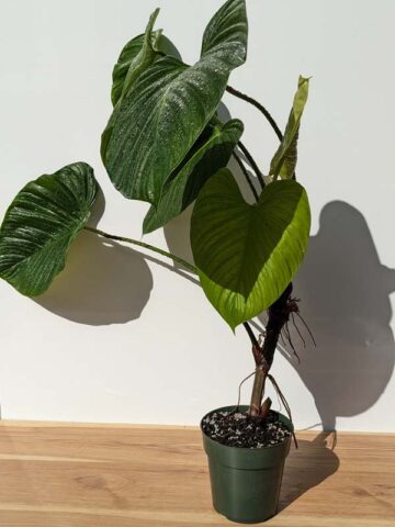 HUGE Philodendron Verrucosum Ecuador Plant in 6" Round (Actual Plant First Pics)