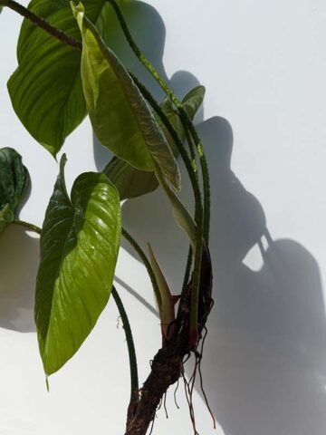 Alternative view of HUGE Philodendron Verrucosum Ecuador Plant in 6" Round (Actual Plant First Pics)
