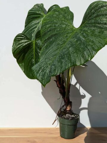 HUGE Philodendron Verrucosum Ecuador Plant in 6" Round (Actual Plant First Pics)