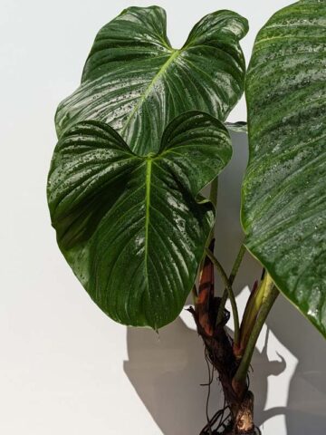 Alternative view of HUGE Philodendron Verrucosum Ecuador Plant in 6" Round (Actual Plant First Pics)