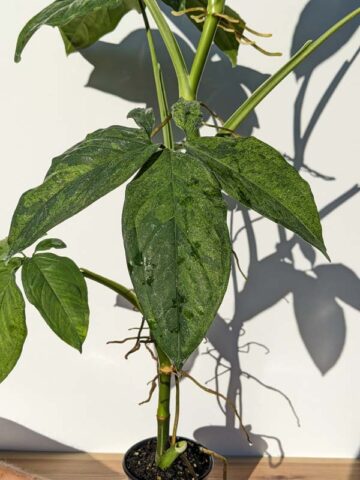Mottled Arrowhead Plant (syngonium podophyllum in 4″ pot) (Actual Plant First Photos)