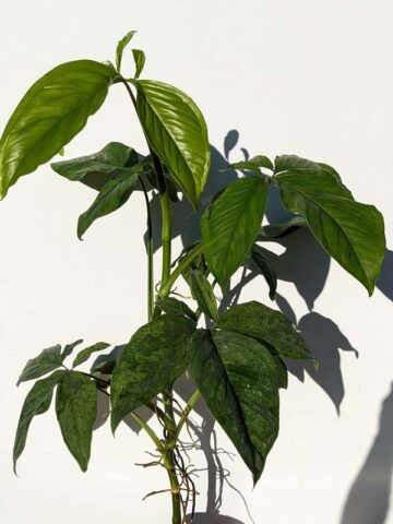Alternative view of Mottled Arrowhead Plant (syngonium podophyllum in 4″ pot) (Actual Plant First Photos)