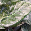 NEW Release Lg. Alocasia Wentii Kaleidoscope Elephant Ear Plant in 4” pot