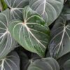 Crisp Lines, Gloriosum Dark Form Plant in 2.5 x 3" Deep  (checkout offer)