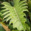 GETS HUGE Philodendron Pluto Plant in 2.5 x 3" Deep
