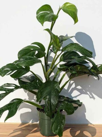 HUGE Monstera Dissecta Fairchild in 6″ pot (Actual Plant First Photos)