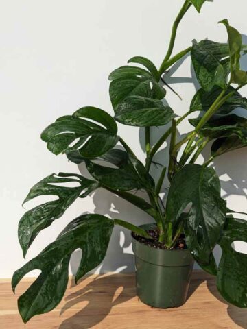 Alternative view of HUGE Monstera Dissecta Fairchild in 6″ pot (Actual Plant First Photos)
