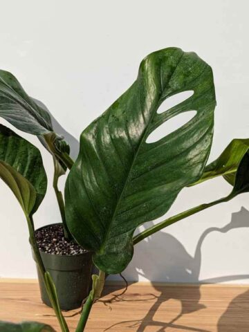 Alternative view of RARE Monstera Dwyeri Croat Hawaii in 6″ pot (Actual Plant First Photos)
