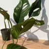 RARE Monstera Dwyeri Croat Hawaii in 6″ pot (Actual Plant First Photos)