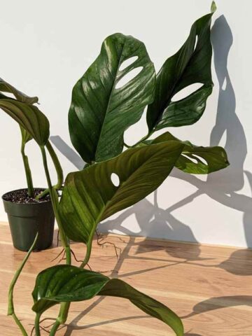 RARE Monstera Dwyeri Croat Hawaii in 6″ pot (Actual Plant First Photos)