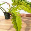 Mature Philodendron Golden Ring of Fire Plant in 6” pot (Actual Plant First Photos)