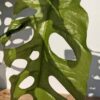 Very Rare, Monstera Punctulata in 3x3x8" Deep (Actual Plant First Pics)