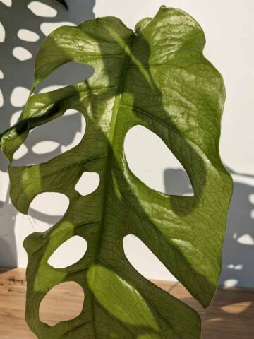 Very Rare, Monstera Punctulata in 3x3x8" Deep (Actual Plant First Pics)