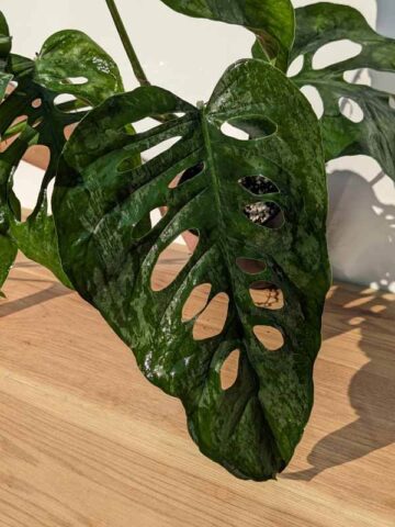 MATURE Monstera Siltepecana Silver Plant in 6" Round (Actual Plant)