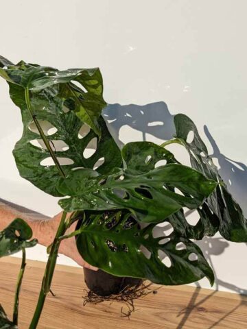 Alternative view of MATURE Monstera Siltepecana Silver Plant in 6" Round (Actual Plant)