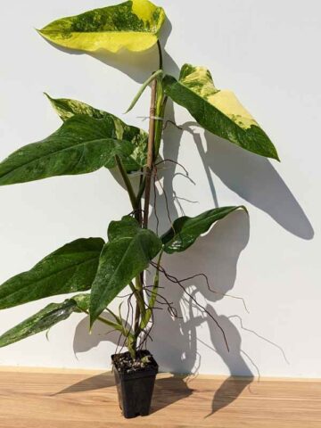 Alternative view of Rare Philodendron Domesticum Variegatum (Actual Plant First Photos)