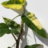 Rare Philodendron Domesticum Variegatum (Actual Plant First Photos)