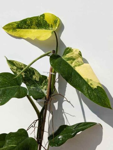 Rare Philodendron Domesticum Variegatum (Actual Plant First Photos)