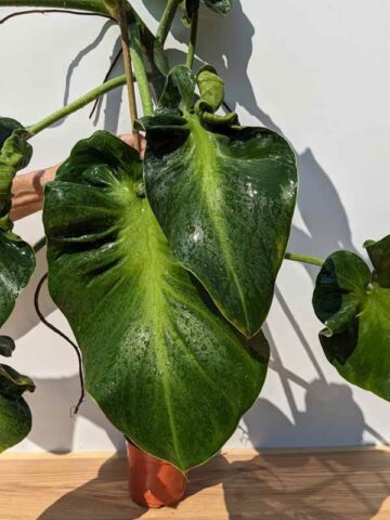Alternative view of HUGE Philodendron Rugosum Sow's Ear (Actual Plant)