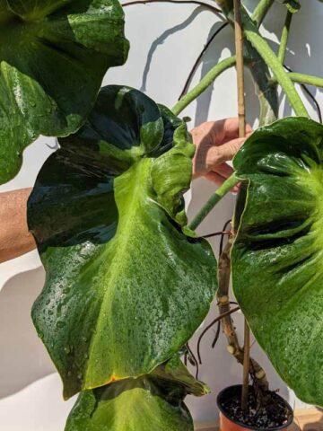 HUGE Philodendron Rugosum Sow's Ear (Actual Plant)