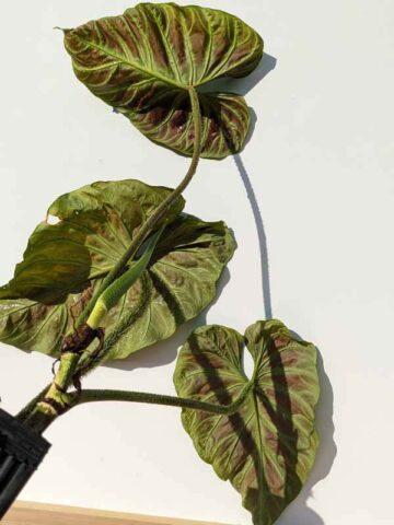Alternative view of XL Philodendron Verrucosum 5 Plant (Mature Actual Plant First Pics)