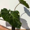 XL Philodendron Verrucosum 5 Plant (Mature Actual Plant First Pics)