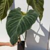 XL Mature Philodendron Verrucosum (Actual Plant First Pics)