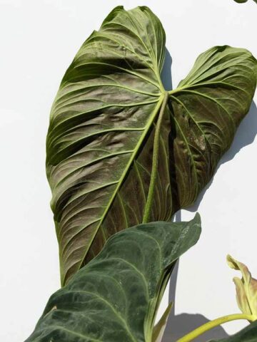 Alternative view of XL Mature Philodendron Verrucosum (Actual Plant First Pics)