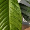 Rhaphidophora Foraminifera Mint (Actual Plant)