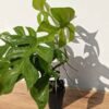 Rhaphidophora Tetrasperma Variegated Mint HIGH COLOR  (Actual Plant First Pics)