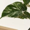 Epipremnum Pinnatum Albo Variegata (Actual Plant First Pics)