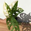 A+ Monstera Adansonii Albovariegata (Actual Plant First Pics)