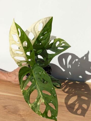 A+ Monstera Adansonii Albovariegata (Actual Plant First Pics)
