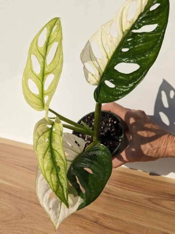 A+ Monstera Adansonii Archipelago (Actual Plant)