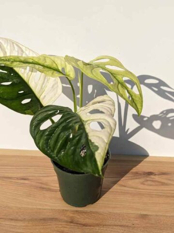 Alternative view of A+ Monstera Adansonii Archipelago (Actual Plant)