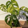 A+ Monstera Adansonii Aurea Variegated (Excellent Variegation Actual Plant)