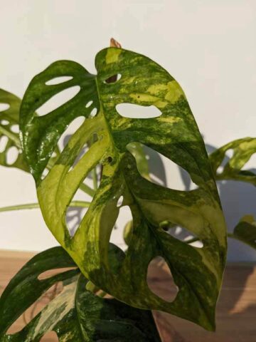 Alternative view of A+ Monstera Adansonii Aurea Variegated (Excellent Variegation Actual Plant)
