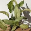 XL Monstera Adansonii Laniata Mint Variegated (Actual Plant)