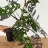 Large Monstera Adansonii Longifolia Ecuador in 4" Round Pot (Actual Plant First Pics)