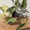 Lg. Monstera Adansonii Laniata Variegated (Actual Plant)